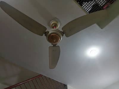 ROYAL FAN