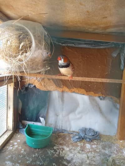 Finches