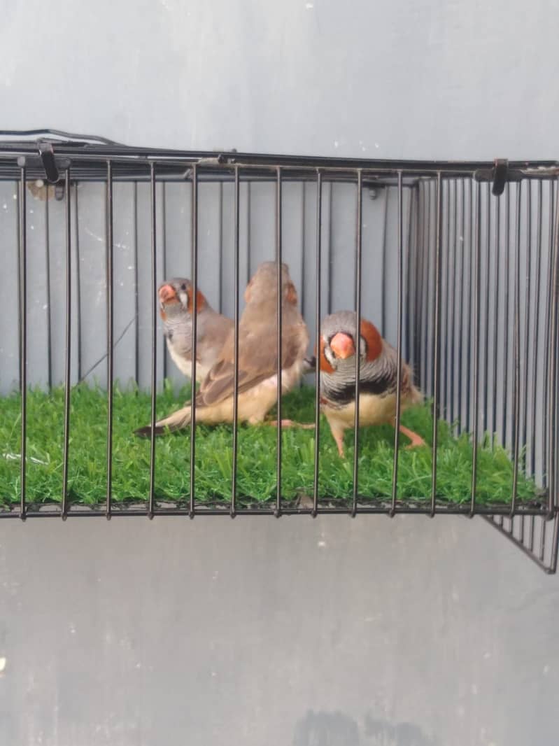 Finches 2