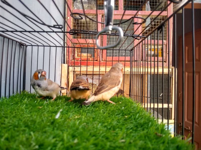 Finches 3