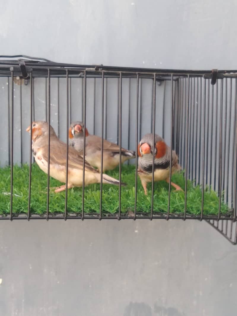 Finches 4