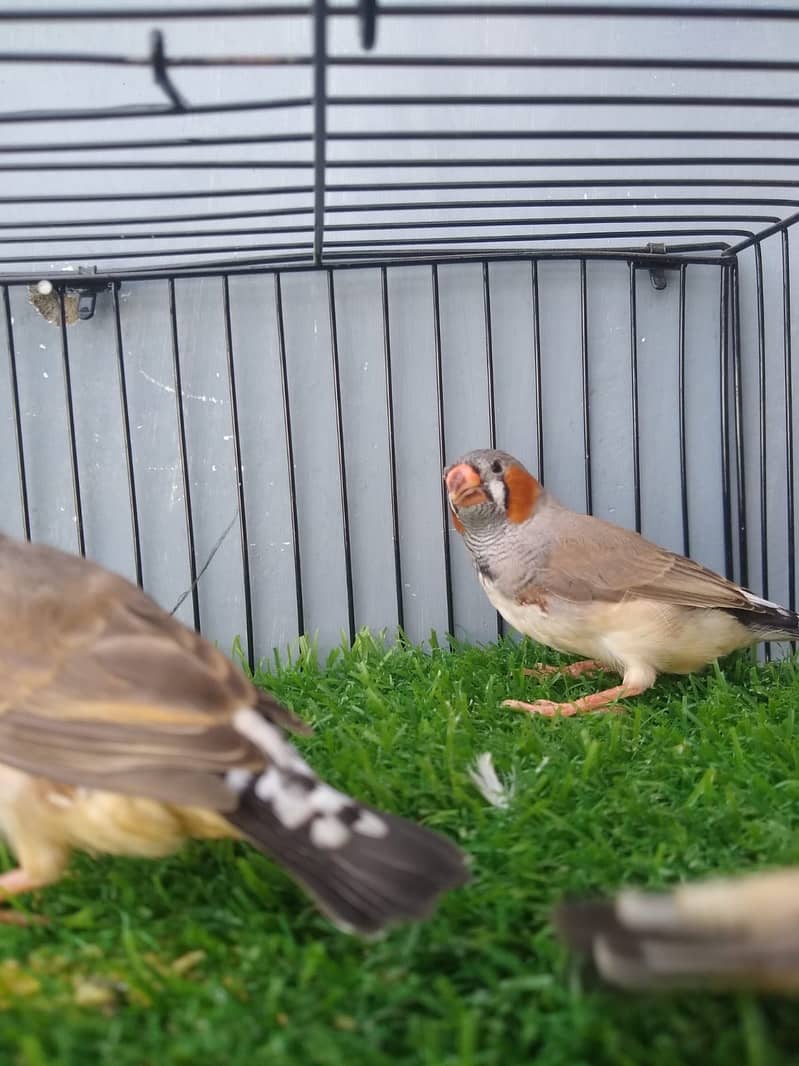 Finches 5