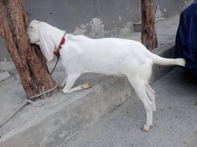 Rajan Puri 3 Bakray 30 kg plus wazan