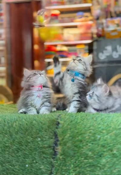 Persian Cat Billi Persian Kitten 3 kot Cat baby  0з48/O29/O146 ωtsp