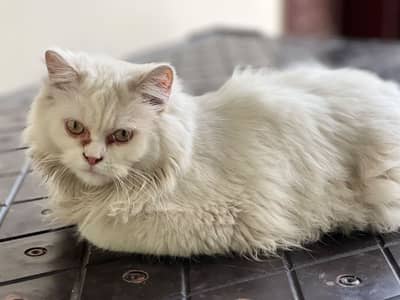 Persian cat for sale