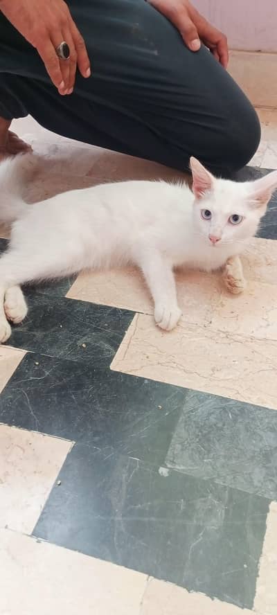 white Persian cat vaccinated _ healthy & friendly