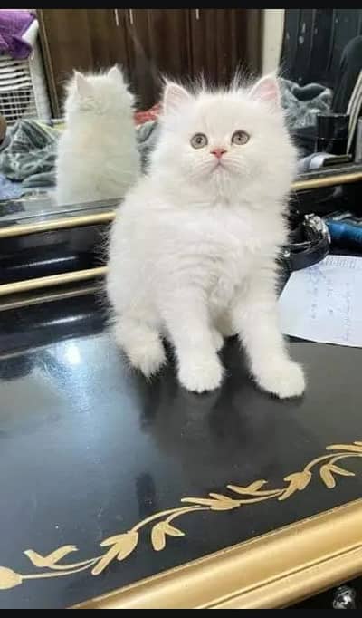 Persian cat for sale my WhatsApp number  03703659905