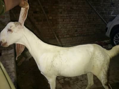 Female Goat