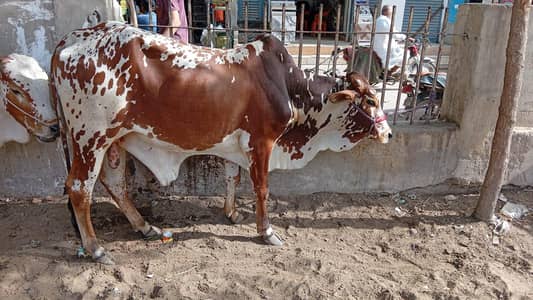 2 bchady 1 bachri available  last Naya golimr tiles makrt  03410217619