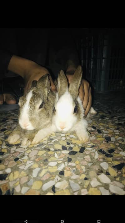 Male and female