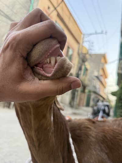 Makhi cheena cross ghar ka donda bakra for qurbani goat