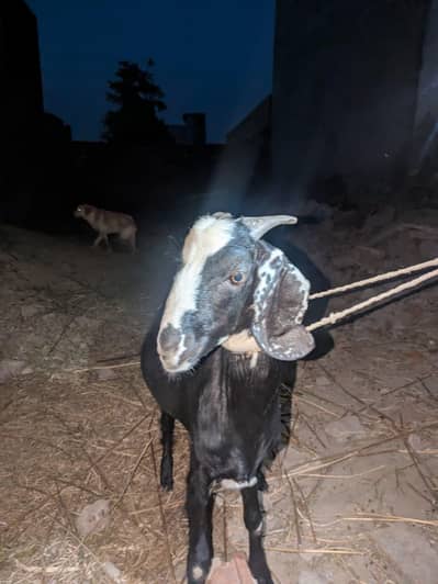 2 Bakra Available For Sale