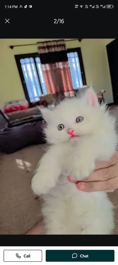 Persian cat for sale my WhatsApp number  03703659905