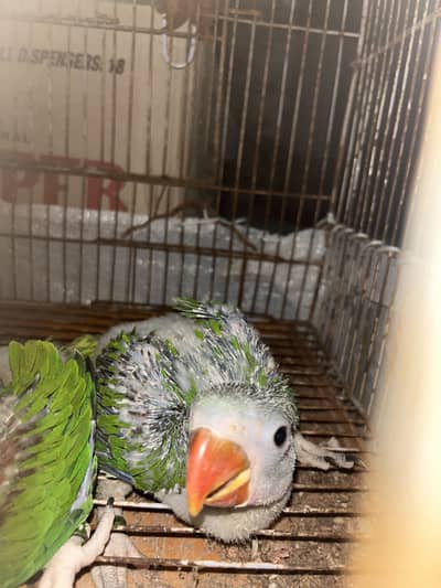 Rah parrots 