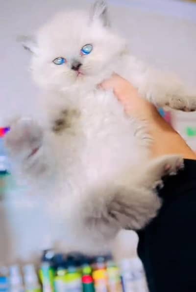 Persian cat triple cod for sale,my WhatsApp 03265565734