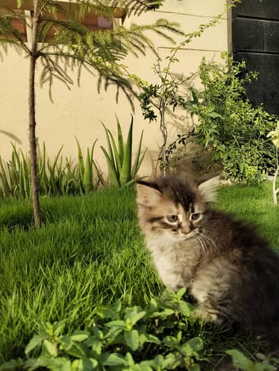 4 Cute Kittens