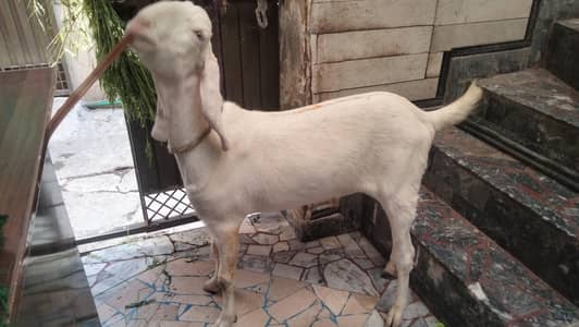 MashAlallah pure khassi Bakra