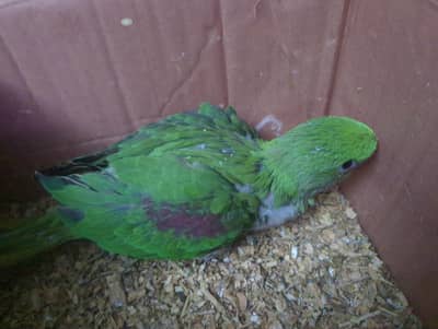 Kashmiri bacha ready for new home