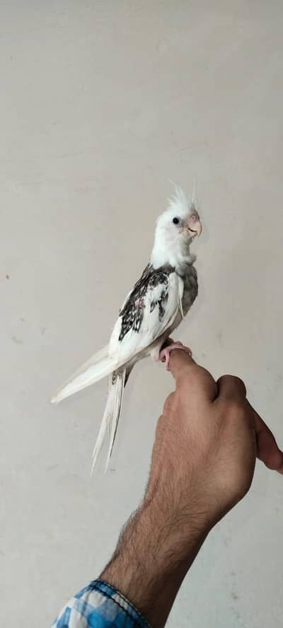 hand tame parrot and patha