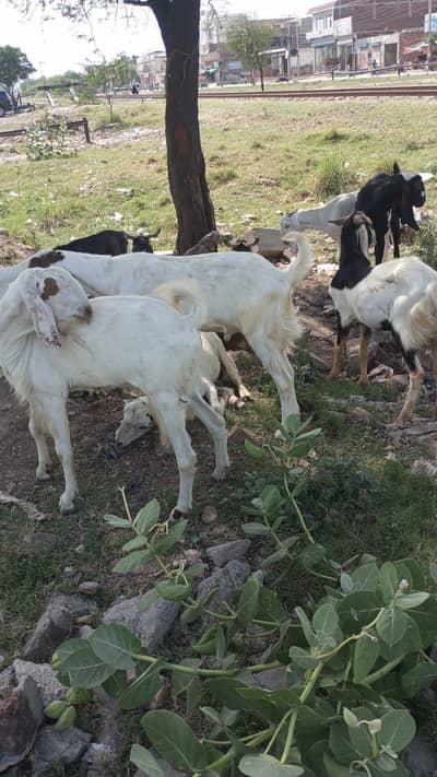 Eid k Bakry 03014405252