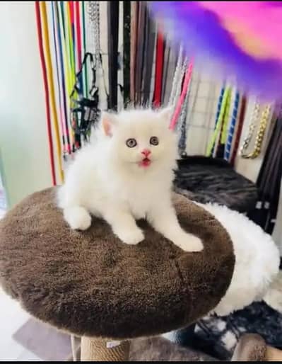Persian female kitten for sale all Pakistan delivery available