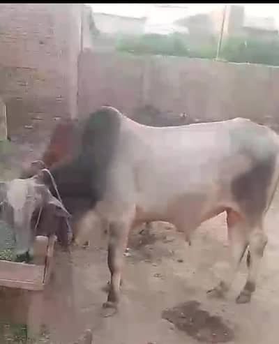 bull ,
