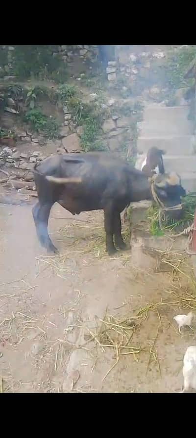 katta for sale
