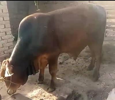 Cow weight nearly 220 to 280 kg