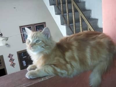 parshion cat