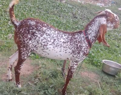 healthy Bakra for sale