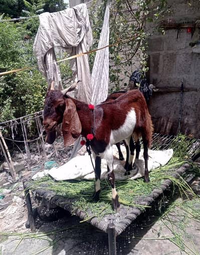 Healthy Beetal Mix Khassi Bakra- 17 Mahine - - Qurbani 2026