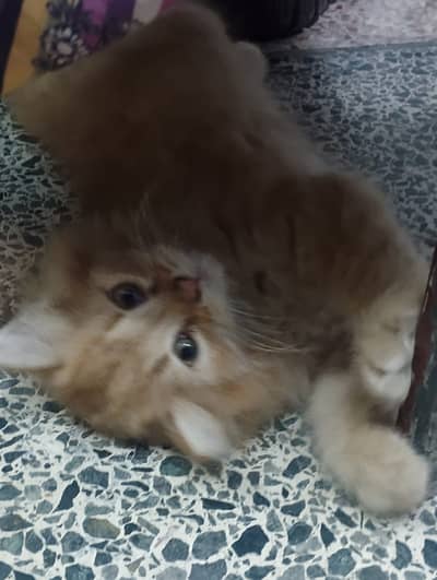 5 Cute Kittens Available for Adoption 