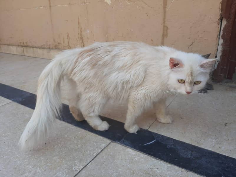 Persian 0