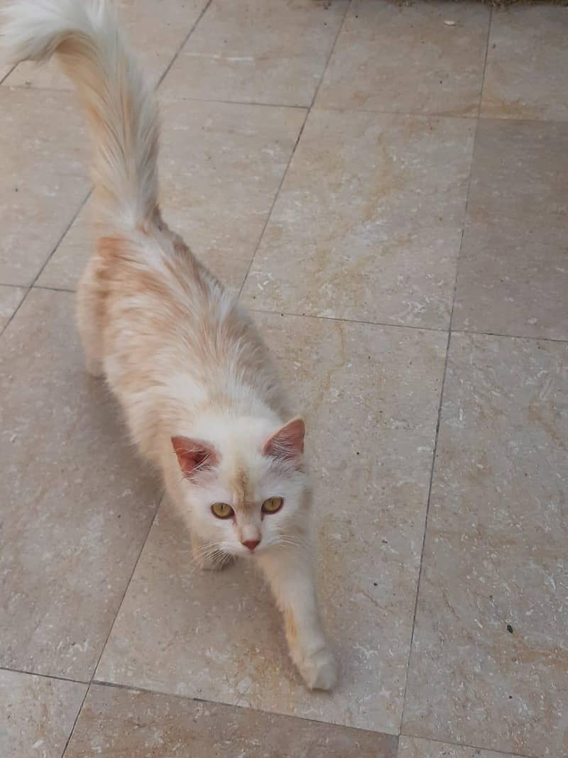 Persian 1