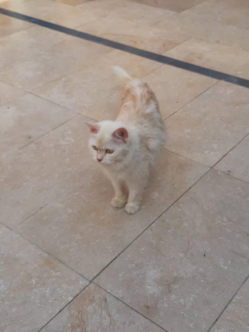 Persian 2
