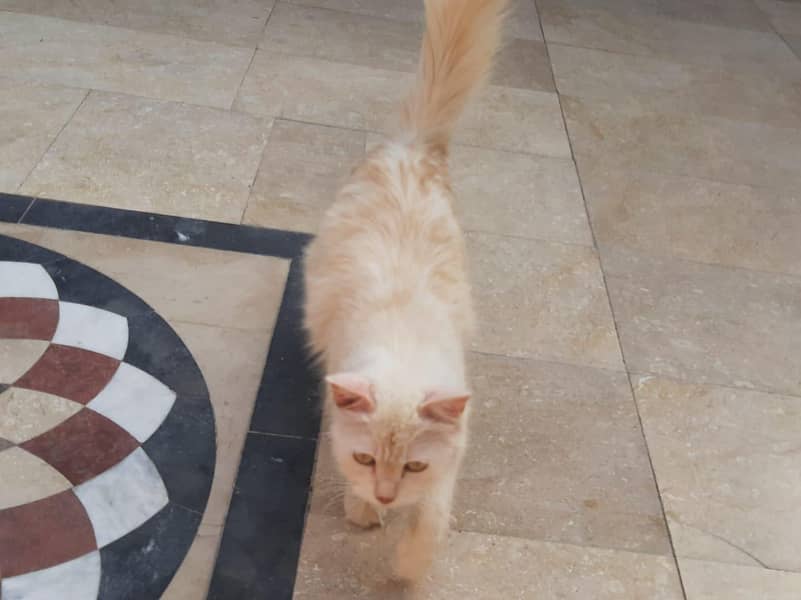 Persian 3