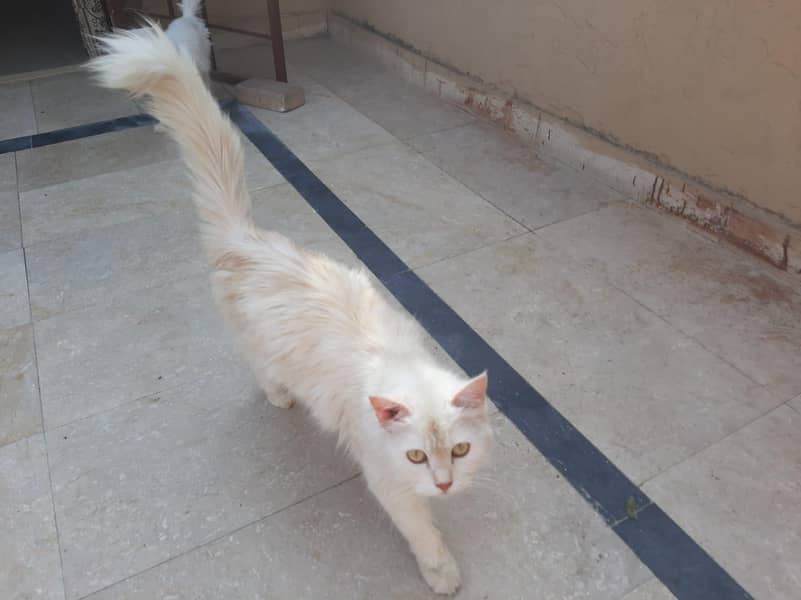 Persian 4
