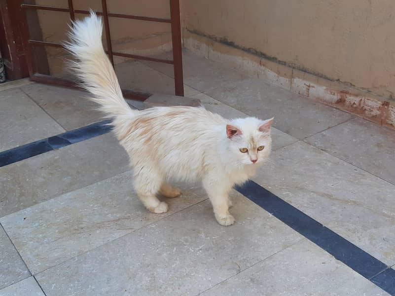Persian 6