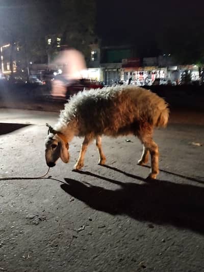 sheep
