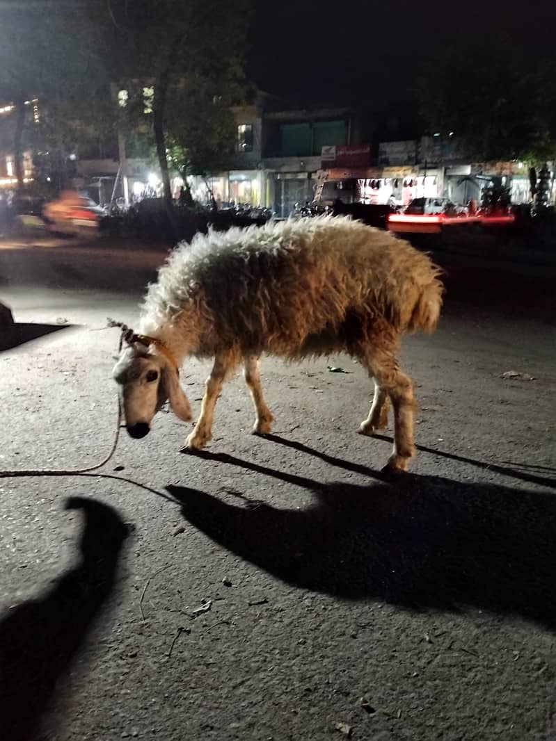 sheep 1