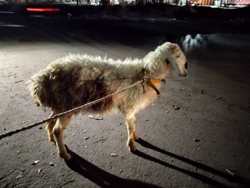 sheep 2