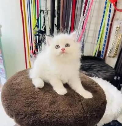 Persian female kitten for sale all Pakistan delivery available