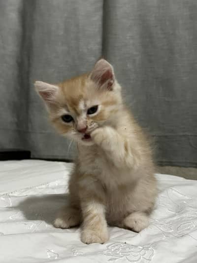 Female Persian cat