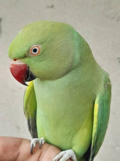 tame 0 bite breedr femal