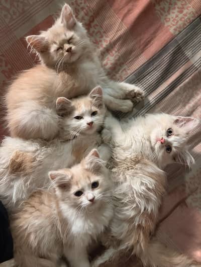 Kittens for urgent sale