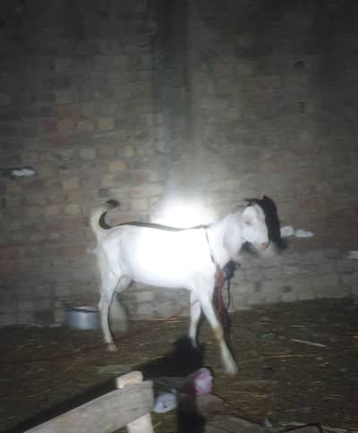 Male goat  For qurbani