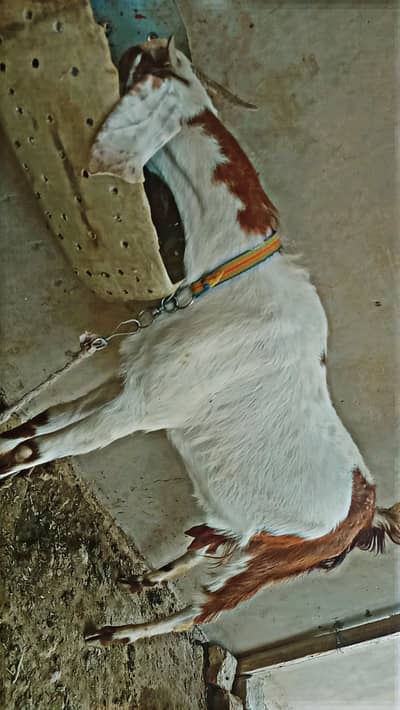 munasib kimat