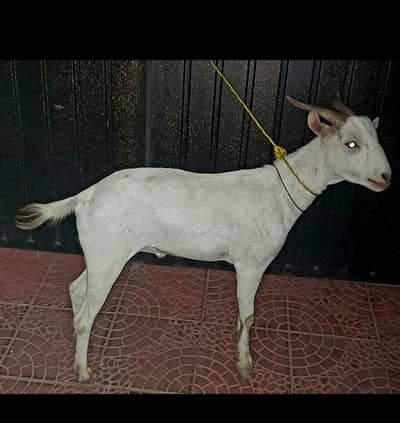 Heran breed male forsale