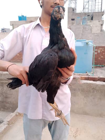 aseel egg bi h murgia or bchy bi h aseel female and chicks
