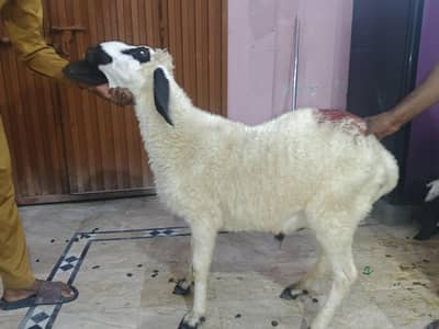 for sale
